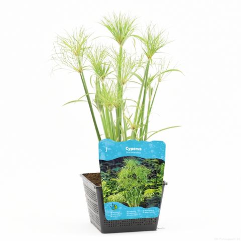 Cyperus papyrus PERCAMENTUS