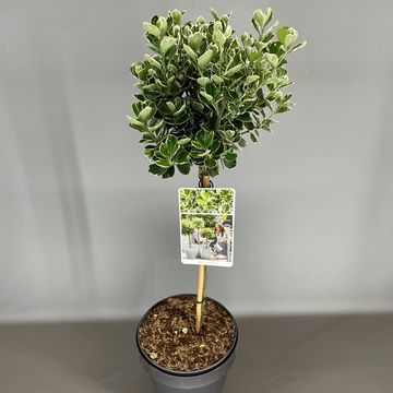 Euonymus japonicus 'Kathy'