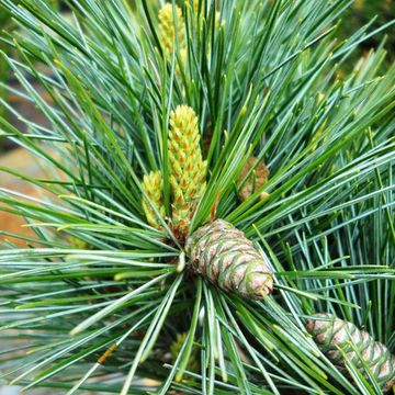 Pinus strobus