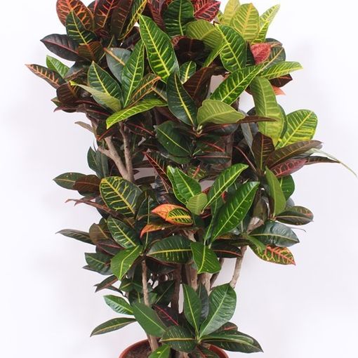 Codiaeum variegatum 'Petra'