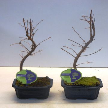 Metasequoia glyptostroboides