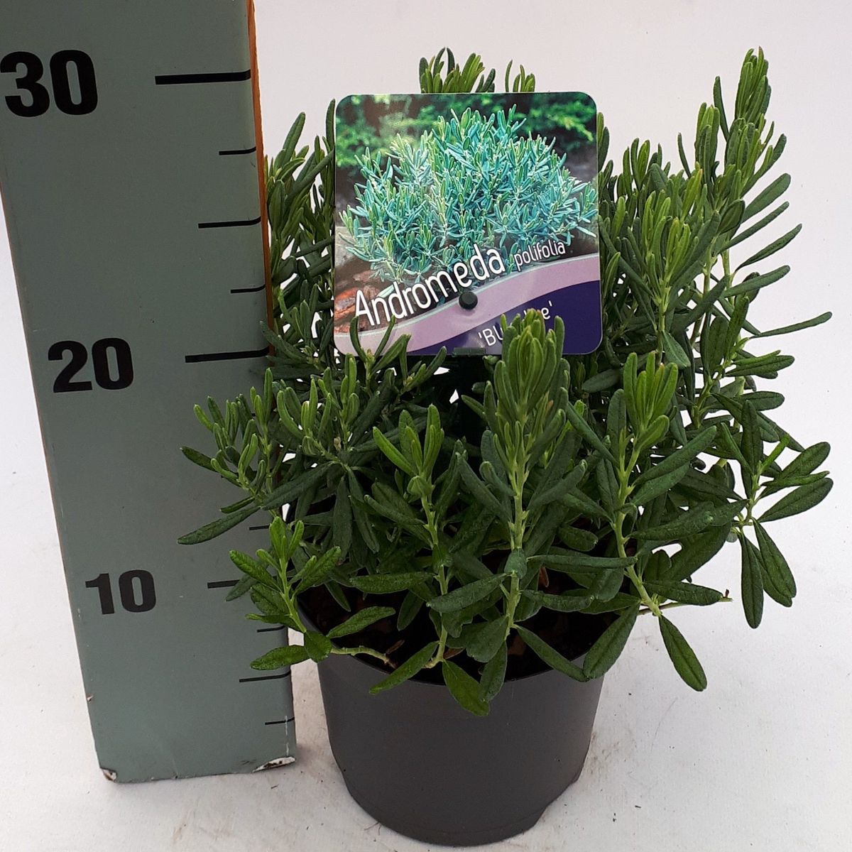 Andromeda Polifolia Blue Ice Plant Wholesale Floraccess