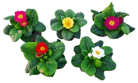 Primula ACAULIS MIX