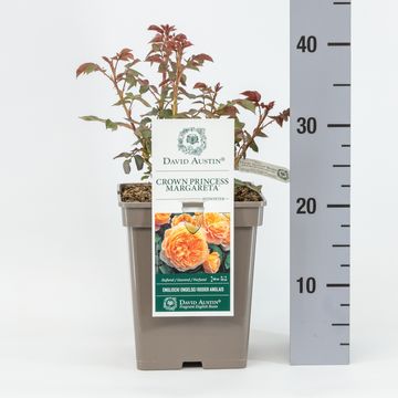 Роза CROWN PRINCESS MARGARETA