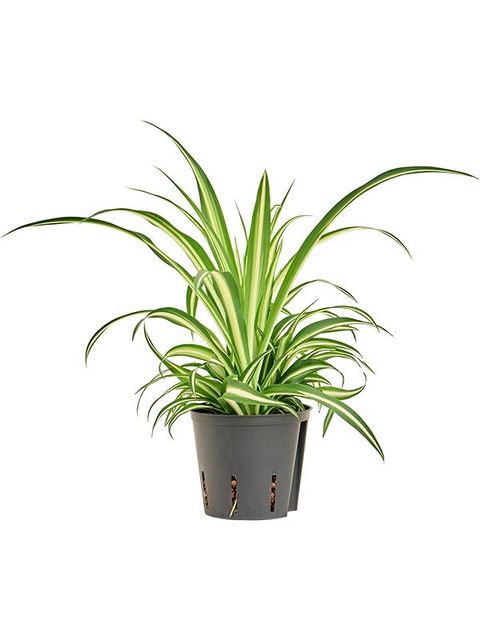 Chlorophytum comosum 'Вариегатум'