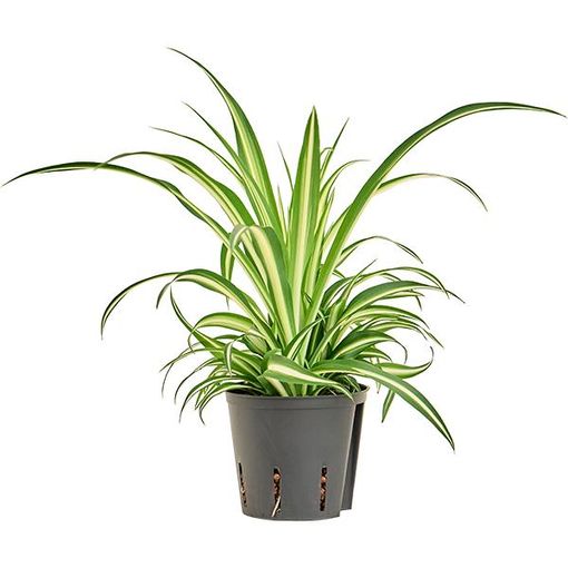 Chlorophytum comosum 'Вариегатум'