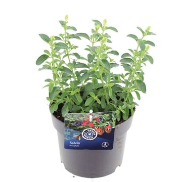 Salvia greggii MIRAGE WHITE