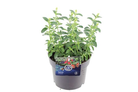Salvia greggii MIRAGE WHITE