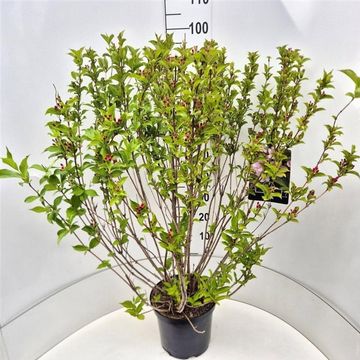 Weigela 'Rosea'
