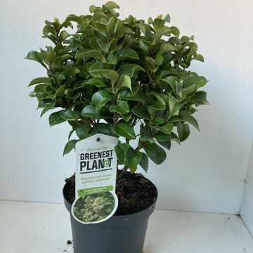 Ligustrum japonicum 'Rotundifolium'