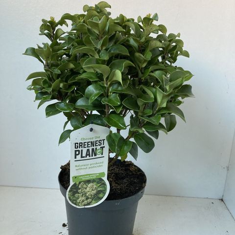 philodendron zeus Philodendron Xanadu | 80cm