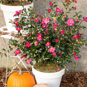 Camellia sasanqua MIX