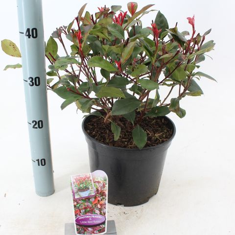 Photinia x fraseri 'Little Red Robin'