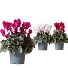 Cyclamen persicum SUPER SERIE REMBRANDT MIX