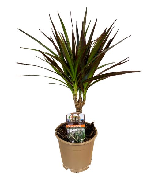 Dracaena marginata 'Magenta'