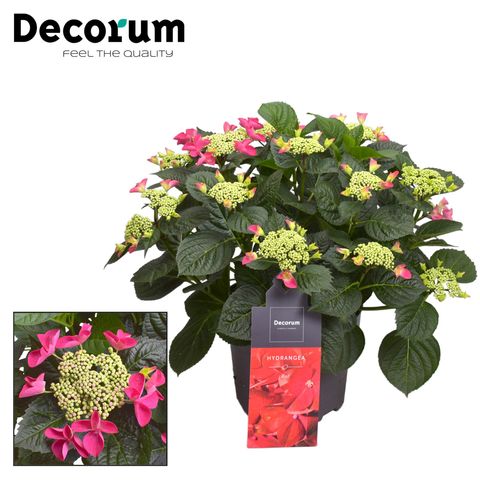 Hydrangea macrophylla 'Red Bull'