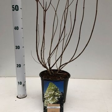 Hydrangea paniculata 'Polar Bear'