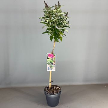 Buddleja davidii BUTTERFLY CANDY LITTLE RUBY