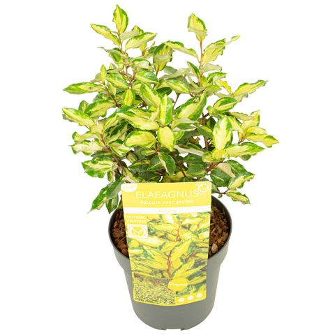 Elaeagnus x ebbingei MARYLINE