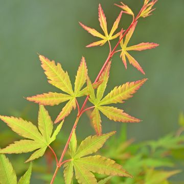 Acer palmatum 'Sangokaku'