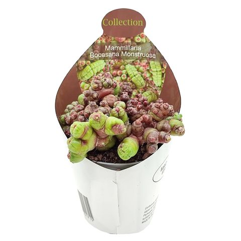 Mammillaria bocasana monstruosa