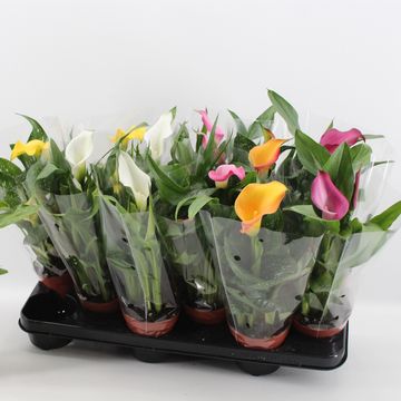 Zantedeschia MIX
