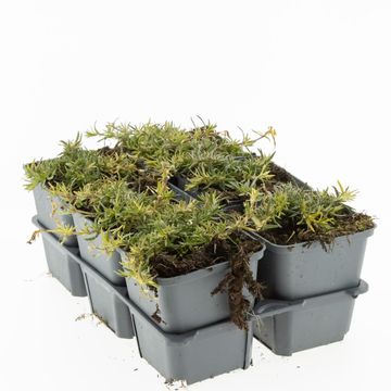 Phlox 'Candy Stripes'