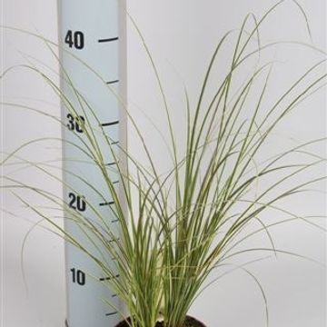 Carex brunnea 'Variegata'