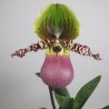 Paphiopedilum Pinocchio