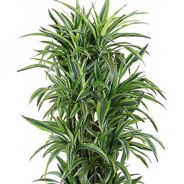 Dracaena fragrans 'Lemon Lime'