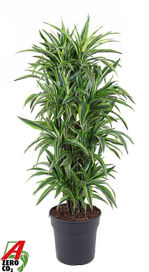Dracaena fragrans 'Lemon Lime'