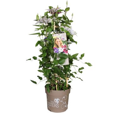 Hydrangea macrophylla THREE SISTERS MIX