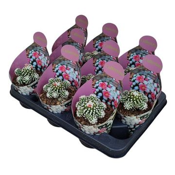 Mammillaria gracilis 'Oruga'