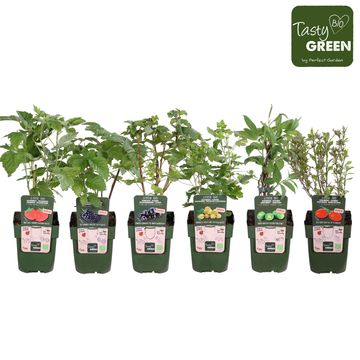 Plantes fruitières MIX