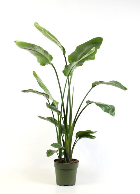 Strelitzia nicolai