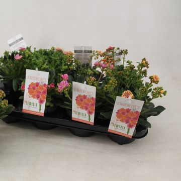 Lewisia cotyledon MOUNTAIN DREAMS MIX