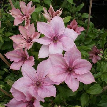 Clematis 'Pink Fantasy' (LL)