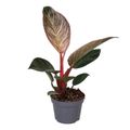 Philodendron PINK BIKINI