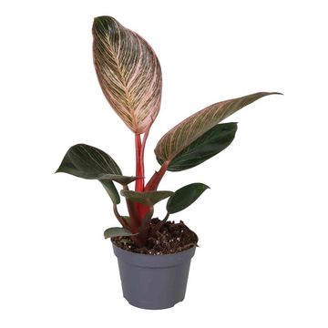 Філодендрон PINK BIKINI