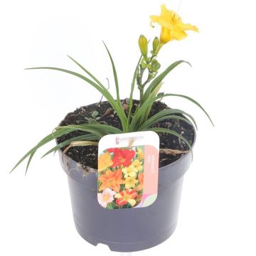 Hemerocallis 'Stella de Oro'