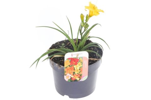 Hemerocallis 'Stella de Oro'