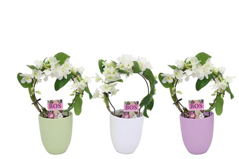Dendrobium nobile STAR CLASS WHITE