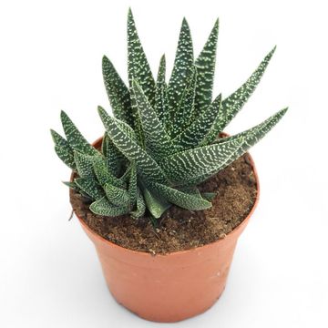x Gasterhaworthia 'Royal Highness'