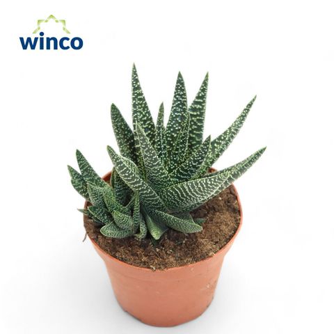 x Gasterhaworthia 'Royal Highness'