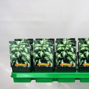 Hosta 'Night Before Christmas'