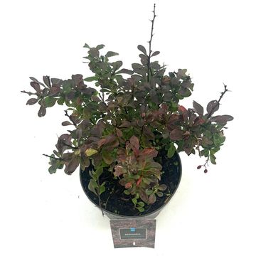 Berberis thunbergii 'Atropurpurea Nana'