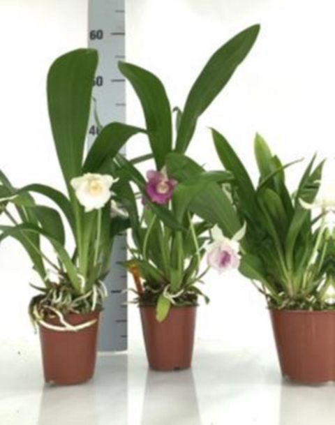 Cochleanthes MIX