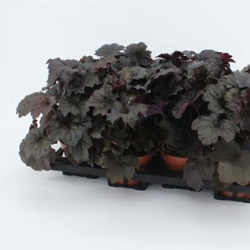 Heuchera micrantha 'Palace Purple'