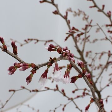 Prunus incisa 'Kojou-no-mai'