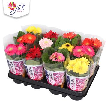 Gerbera MIX